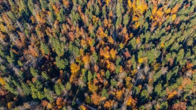 Hodimo: Javorniki - divjina pred našim pragom Hodimo: Javorniki - divjina pred našim pragom