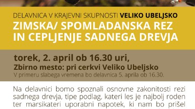 Delavnica v KS Veliko Ubeljsko: Zimska/ spomladanska rez in cepljenje sadnega drevja