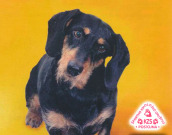 Kinološko predavanje:Vzgojimo psa, učinkovito a prijazno